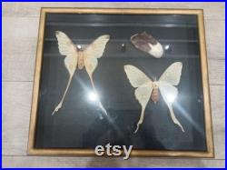 Cadre Papillons Comète de Madagascar Cocon Naturalisé Entomologie Taxidermie cabinet Curiosités vintage