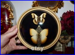 Cadre ancien doré verre bombé papillon Cymothoe reinholdi cabinet de curiosité entomologie naturalisé taxidermie oddities witch decor
