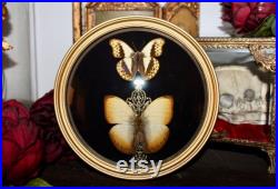 Cadre ancien doré verre bombé papillon Cymothoe reinholdi cabinet de curiosité entomologie naturalisé taxidermie oddities witch decor