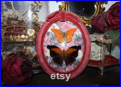 Cadre ancien verre bombé papillon Historis odius orion cabinet curiosité entomologie naturalisé taxidermie oddities witch appias nero Cadre ancien verre bombé papillon Historis odius orion cabinet curiosité entomologie naturalisé taxidermie oddities witch appias nero