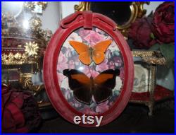 Cadre ancien verre bombé papillon Historis odius orion cabinet curiosité entomologie naturalisé taxidermie oddities witch appias nero Cadre ancien verre bombé papillon Historis odius orion cabinet curiosité entomologie naturalisé taxidermie oddities witch appias nero