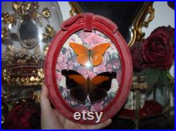 Cadre ancien verre bombé papillon Historis odius orion cabinet curiosité entomologie naturalisé taxidermie oddities witch appias nero Cadre ancien verre bombé papillon Historis odius orion cabinet curiosité entomologie naturalisé taxidermie oddities witch appias nero