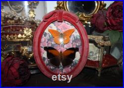 Cadre ancien verre bombé papillon Historis odius orion cabinet curiosité entomologie naturalisé taxidermie oddities witch appias nero Cadre ancien verre bombé papillon Historis odius orion cabinet curiosité entomologie naturalisé taxidermie oddities witch appias nero