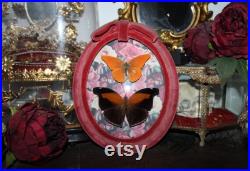 Cadre ancien verre bombé papillon Historis odius orion cabinet curiosité entomologie naturalisé taxidermie oddities witch appias nero Cadre ancien verre bombé papillon Historis odius orion cabinet curiosité entomologie naturalisé taxidermie oddities witch appias nero