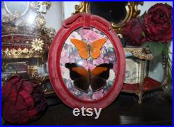 Cadre ancien verre bombé papillon Historis odius orion cabinet curiosité entomologie naturalisé taxidermie oddities witch appias nero Cadre ancien verre bombé papillon Historis odius orion cabinet curiosité entomologie naturalisé taxidermie oddities witch appias nero