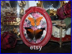 Cadre ancien verre bombé papillon Historis odius orion cabinet curiosité entomologie naturalisé taxidermie oddities witch appias nero Cadre ancien verre bombé papillon Historis odius orion cabinet curiosité entomologie naturalisé taxidermie oddities witch appias nero
