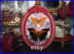 Cadre ancien verre bombé papillon Historis odius orion cabinet curiosité entomologie naturalisé taxidermie oddities witch appias nero Cadre ancien verre bombé papillon Historis odius orion cabinet curiosité entomologie naturalisé taxidermie oddities witch appias nero