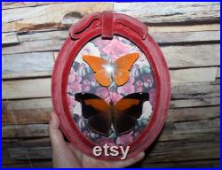 Cadre ancien verre bombé papillon Historis odius orion cabinet curiosité entomologie naturalisé taxidermie oddities witch appias nero Cadre ancien verre bombé papillon Historis odius orion cabinet curiosité entomologie naturalisé taxidermie oddities witch appias nero