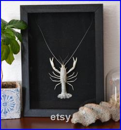 Cadre avec exosquelette de Procambarus alleni