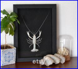 Cadre avec exosquelette de Procambarus alleni