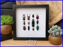 Cadre avec les scarabées mix , Box Frame taxidermy entomology nature, beauty insect taxidermy photography
