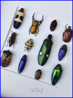 Cadre avec les scarabées mix , Box Frame taxidermy entomology nature, beauty insect taxidermy photography