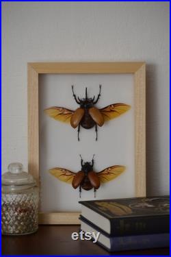 Cadre avec un couple d'Eupatorus gracilicornis gracilicornis