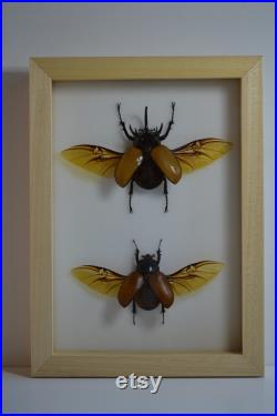 Cadre avec un couple d'Eupatorus gracilicornis gracilicornis