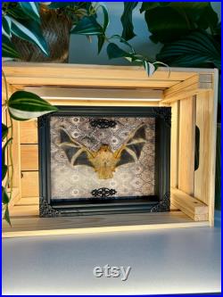 Cadre avec véritable Chauve Souris Kerivoula picta pour décoration intérieur Cabinet de Curiosités