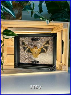 Cadre avec véritable Chauve Souris Kerivoula picta pour décoration intérieur Cabinet de Curiosités