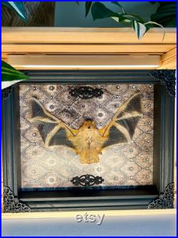 Cadre avec véritable Chauve Souris Kerivoula picta pour décoration intérieur Cabinet de Curiosités