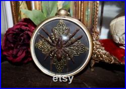 Cadre bombé mygale tarantule Selenocosmia javanensis véritable cabinet de curiosité taxidermie entomologie oddities mygale cursed