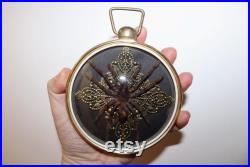 Cadre bombé mygale tarantule Selenocosmia javanensis véritable cabinet de curiosité taxidermie entomologie oddities mygale cursed