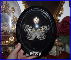 Cadre bombé napoleon III ex voto ancien papillon grand planeur idea leuconoe cabinet curiosité entomologie naturalisé taxidermie witch decor