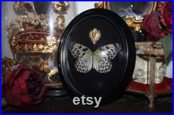 Cadre bombé napoleon III ex voto ancien papillon grand planeur idea leuconoe cabinet curiosité entomologie naturalisé taxidermie witch decor