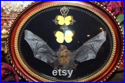 Cadre chauve souris TYLONYCTERIS PACHYPUS naturalisée bat framed oddities cabinet de curiosité cadre bombé Eurema hecabe