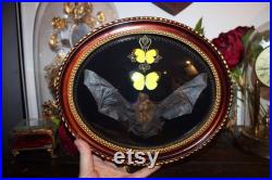 Cadre chauve souris TYLONYCTERIS PACHYPUS naturalisée bat framed oddities cabinet de curiosité cadre bombé Eurema hecabe