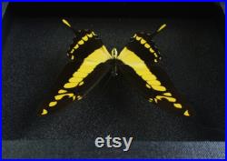 Cadre de papillon naturalisé Papilio thoas (Entomologie, insecte, taxidermie) Cadre de papillon naturalisé Papilio thoas (Entomologie, insecte, taxidermie)