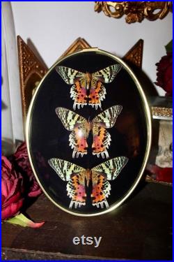 Cadre entomologie papillon double sunset moth chrysiridia rhipheus cadre old frame butterfly cabinet de curiosité oddities