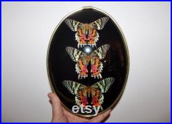 Cadre entomologie papillon double sunset moth chrysiridia rhipheus cadre old frame butterfly cabinet de curiosité oddities