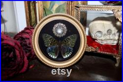 Cadre entomologie papillon véritable Dichorragia ninus taxidermy curiosities oddities verre bombé old france deadstuff witch