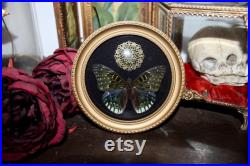 Cadre entomologie papillon véritable Dichorragia ninus taxidermy curiosities oddities verre bombé old france deadstuff witch