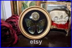 Cadre entomologie papillon véritable Dichorragia ninus taxidermy curiosities oddities verre bombé old france deadstuff witch