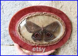 Cadre entomologie papillon véritable Gonimbrasia Nudaurelia eblis taxidermy curiosities oddities bombé old witch moth framed saturniidae