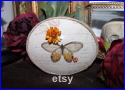 Cadre entomologie papillon véritable Haetera piera taxidermy curiosities oddities verre bombé old france butterfly amber phantom