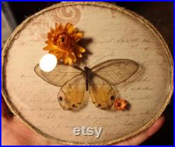 Cadre entomologie papillon véritable Haetera piera taxidermy curiosities oddities verre bombé old france butterfly amber phantom