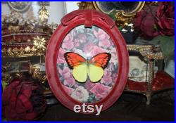 Cadre entomologie papillon véritable Hebomoia glaucippe great orange-tip taxidermy curiosities oddities verre bombé old france deadstuff