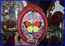 Cadre entomologie papillon véritable Hebomoia glaucippe great orange-tip taxidermy curiosities oddities verre bombé old france deadstuff