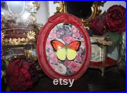 Cadre entomologie papillon véritable Hebomoia glaucippe great orange-tip taxidermy curiosities oddities verre bombé old france deadstuff