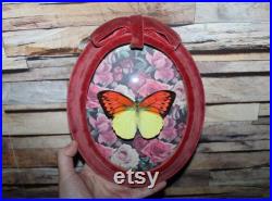 Cadre entomologie papillon véritable Hebomoia glaucippe great orange-tip taxidermy curiosities oddities verre bombé old france deadstuff
