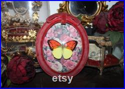 Cadre entomologie papillon véritable Hebomoia glaucippe great orange-tip taxidermy curiosities oddities verre bombé old france deadstuff