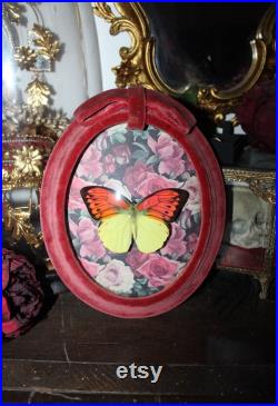 Cadre entomologie papillon véritable Hebomoia glaucippe great orange-tip taxidermy curiosities oddities verre bombé old france deadstuff