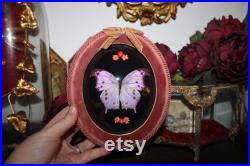 Cadre entomologie papillon véritable Salamis parhassus Mother of pearl taxidermy curiosities oddities verre bombé old france witch