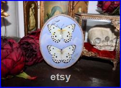 Cadre entomologie papillon véritable duo taxidermy curiosities oddities verre bombé old france butterfly belenois calypso galaxy