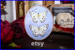 Cadre entomologie papillon véritable duo taxidermy curiosities oddities verre bombé old france butterfly belenois calypso galaxy
