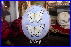 Cadre entomologie papillon véritable duo taxidermy curiosities oddities verre bombé old france butterfly belenois calypso galaxy