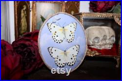 Cadre entomologie papillon véritable duo taxidermy curiosities oddities verre bombé old france butterfly belenois calypso galaxy