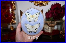 Cadre entomologie papillon véritable duo taxidermy curiosities oddities verre bombé old france butterfly belenois calypso galaxy
