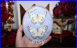 Cadre entomologie papillon véritable duo taxidermy curiosities oddities verre bombé old france butterfly belenois calypso galaxy