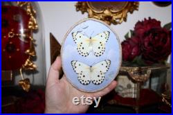 Cadre entomologie papillon véritable duo taxidermy curiosities oddities verre bombé old france butterfly belenois calypso galaxy